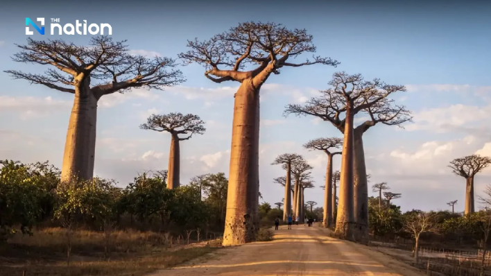 Ilmuwan Peringatkan Lebih dari Sepertiga Spesies Pohon di Dunia Terancam Punah